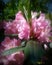 beautiful pink tropical exotic flowers so lovely to watch