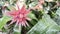 Beautiful pink tropical flower of acmea aechmea fasciata growing in a flowerbed with gravel in an exotic botanical garden with