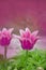 Beautiful pink tulip Rosy Dream. Tulips flower beautiful background