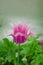 Beautiful pink tulip Rosy Dream. Tulips flower beautiful background