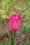 Beautiful pink tulip triumph Barcelona. Tulips flower beautiful background