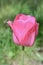 Beautiful pink tulip triumph Barcelona. Tulips flower beautiful background