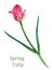 Beautiful pink tulip with two thin leaves isolated on white background. Watercolor artwork