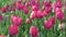 Beautiful pink tulips