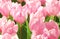 Beautiful pink tulips flower with green leaf in tulip field