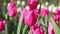 Beautiful pink tulips flowers. Close-up style.