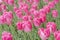 Beautiful pink tulips in the garden. The first photos flowers in early spring