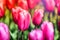 Beautiful pink tulips. Nature background