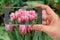 Beautiful pink tulips. Photo smartphone. Smartphone in hand. Flowers in monitor