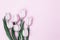 Beautiful pink tulips on pink paper backdrop. Background for 8 March  Mother and Womens Day. Gift for woman