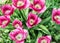 Beautiful pink tulips planted in the garden, springtime, vibrant