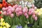 Beautiful pink tulips Salmon Van Eijk species