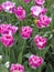 Beautiful pink tulips. Spring flowers.