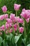Beautiful pink tulips in spring time closeup