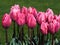 Beautiful pink tulips, variety Pretty Princess