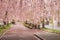 Beautiful pink tunnels of ShidarezakuraWeeping Cherry blossoms on the Nicchu Line,Kitakata,Fukushima,Tohoku,Japan