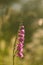 A beautiful pink turkish marsh gladiolus blossoming in a sunny afternoon meadow.