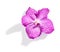 Beautiful pink vanda orchid flower