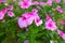 Beautiful Pink vinca flowers. Cape periwinkle, Madagascar periwinkle, West indian periwinkle Catharanthus roseus L. G. Don. i