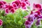 Beautiful pink and violet geranium flowers in the garden