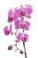 Beautiful pink and violet orchid plant isolated on a white background. Floral fragrance, fragility and design concept