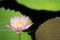 Beautiful pink water lily blooming on water surface and green leaves toned, purity nature background, aquatic plant or lotus flowe