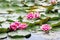 Beautiful pink water lily flowers among green leaves