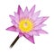 A beautiful pink water lily or lotus flower isolate on white background with clipping path.