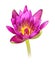 A beautiful pink water lily or lotus flower isolate on white background with clipping path.