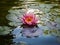 Beautiful pink water lily or lotus flower with petals with water drops or dew.