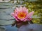 Beautiful pink water lily or lotus flower with petals with water drops or dew. Nymphaea Marliacea Roseais reflected in a black pon