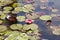 beautiful pink water lily or lotus flower in a pond. Frogs are sitting on the leaves, selective focus.