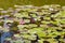 Beautiful pink water lily or lotus flower in a pond. Frogs are sitting on the leaves, selective focus