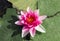 Beautiful pink water lily or lotus flower in pond. Royalty high quality free stock footage of a pink lotus flower.