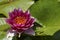 Beautiful pink water lily or lotus flowers in a garden pond, aquatic plant, symbol of buddhism.