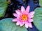 Beautiful pink water lily in a pond close up