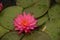 Beautiful Pink Waterlilies on the Pond