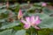 Beautiful pink Waterlily or Lotus Flower.Also  including name Indian Lotus,Sacred Lotus,Bean of India or simply Lotus.