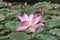 Beautiful pink Waterlily or Lotus Flower.Also  including name Indian Lotus,Sacred Lotus,Bean of India or simply Lotus.