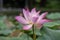 Beautiful pink Waterlily or Lotus Flower.Also  including name Indian Lotus,Sacred Lotus,Bean of India or simply Lotus.