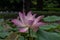 Beautiful pink Waterlily or Lotus Flower.Also  including name Indian Lotus,Sacred Lotus,Bean of India or simply Lotus.