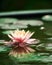 Beautiful pink waterlily or lotus flower in pond