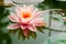 Beautiful pink waterlily or lotus flower in pond