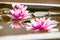 Beautiful pink waterlily or lotus flower in pond duo tone