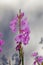 Beautiful pink Watsonias flowering in a garden in Worcester