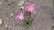 beautiful pink white flower in the garden with rocks