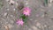 beautiful pink white flower in the ground