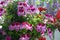 Beautiful pink-and-white flowers of pelargonium grandiflorum. Blooming garden on the balcony