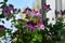 Beautiful pink and white flowers of pelargonium grandiflorum in small garden on the balcony