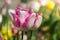 Beautiful pink and white isolated tulip in a brilliant green field during